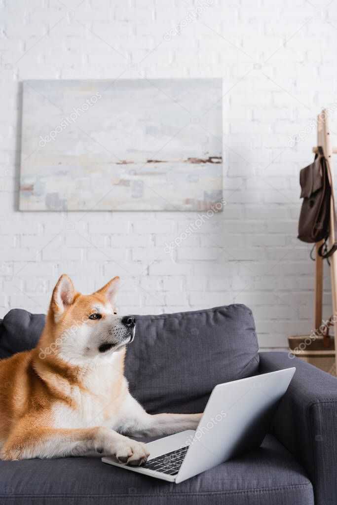 akita inu dog lying near laptop on couch in modern living room 