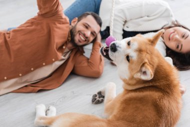 Akita Inu köpeği yerde yatan mutlu ve bulanık bir çiftle oynuyor. 