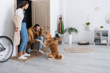 Akita Inu köpeğinin neşeli kız arkadaşının yanında kışlık ceketli mutlu adama pençe atması.  