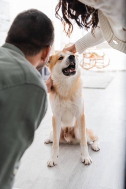 Erkeğin ve kesilen kadının arka planı Akia Inu köpeğini okşuyor.