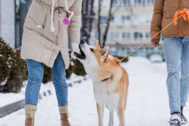 cropped view of man holding leash while walking near girlfriend playing with akita inu dog clipart