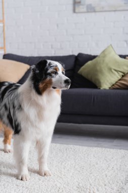 australian shepherd dog looking away and standing on carpet near grey sofa in living room clipart