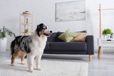 Avustralya çoban köpeği gözlerini kaçırıp modern oturma odasındaki gri kanepenin yanında duruyor.