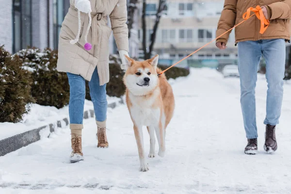 男子牵着皮带与女友和Akita Inu狗散步的剪影 — 图库照片