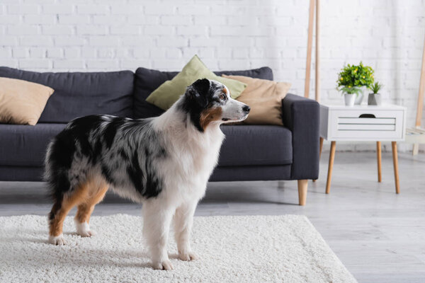 australian shepherd dog looking away while standing on carpet near grey sofa in living room