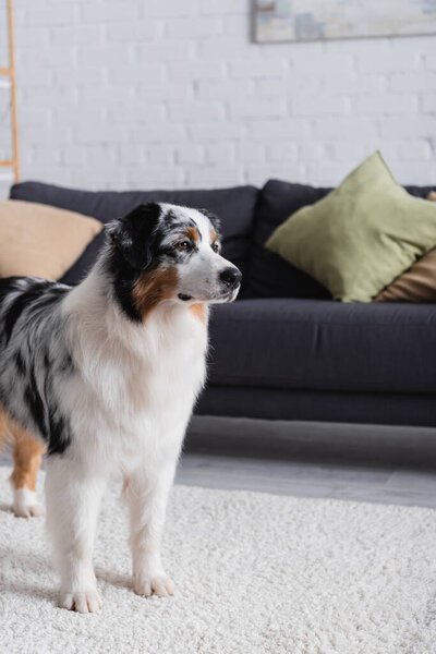 australian shepherd dog looking away and standing on carpet near grey sofa in living room