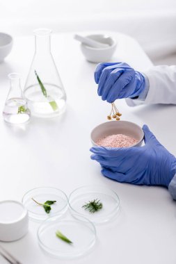 Lateks eldivenli laboratuvar asistanının kesilmiş görüntüsü. Kurumuş çiçekleri barutla barutun yanında tutuyor.