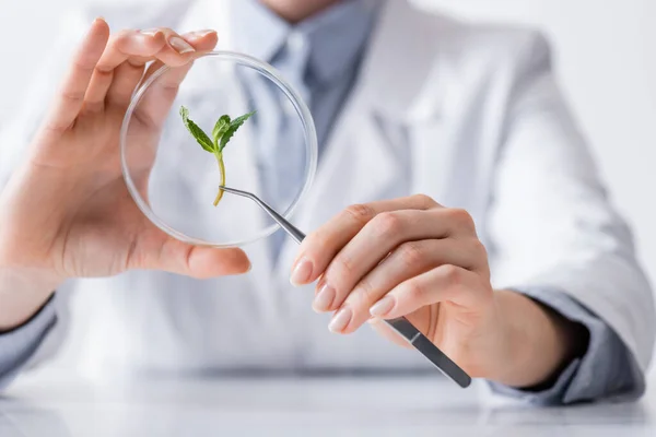 Cropped View Laboratory Assistant Holding Tweezers Mint Leaves Petri Dish — Stock Photo, Image