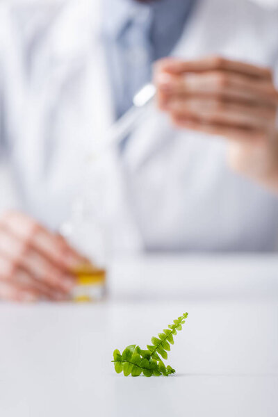 small fern leaves near blurred laboratory assistant