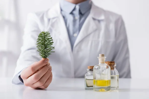 Vista Ritagliata Dell Assistente Laboratorio Che Tiene Ramo Abete Vicino — Foto Stock