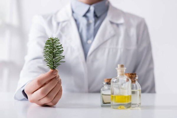 cropped view of laboratory assistant holding fir branch near bottles with extract