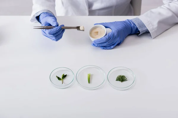 テストプレートの上に新鮮な植物の近くにクリームとピンセットとボウルを保持ラテックス手袋の化学者のクロップドビュー — ストック写真