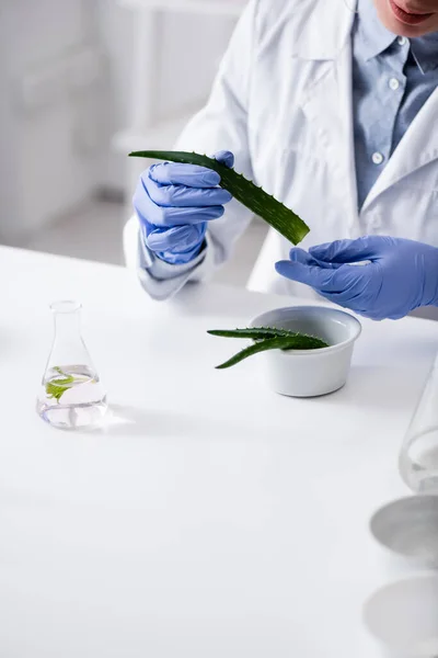 アロエの葉を保持するラテックス手袋の実験室アシスタントのクロップドビュー — ストック写真