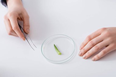 Laboratuvar asistanının test plakasının yanında aloe örneğiyle cımbız tutarken üst görünümü 