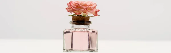 Ροζ Λουλούδι Στο Μπουκάλι Άρωμα Λευκό Banner — Φωτογραφία Αρχείου