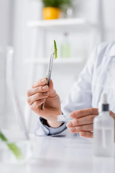 Visão Recortada Assistente Laboratório Segurando Pinças Com Aloés Perto Placa — Fotografia de Stock