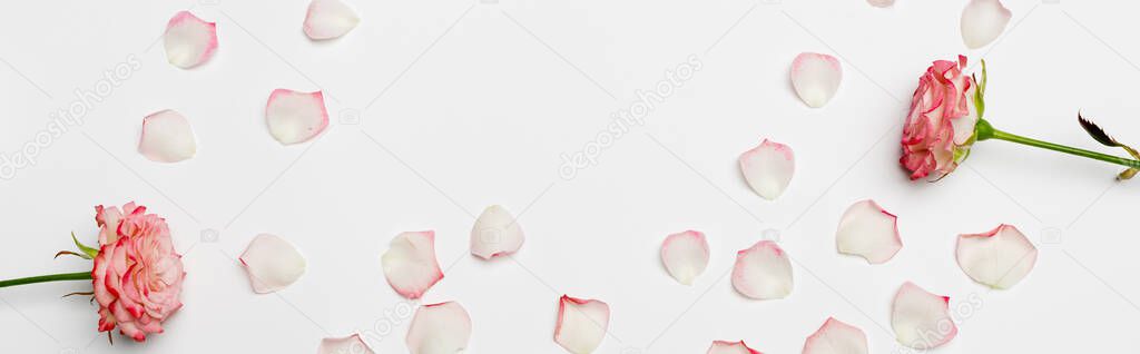 top view of blooming roses near petals on white, banner