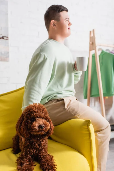 Brown Poodle Lying Couch Blurred Teenager Syndrome Holding Cup Home — Stock Photo, Image