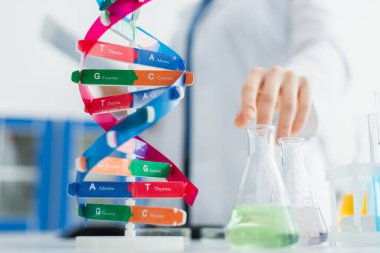 DNA modelinin seçici odağı ve bulanık arka planda kırpılmış genetikçinin yanındaki mataralar