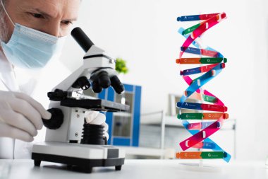 Medikal maskeli orta yaşlı genetikçi DNA modelinin yanındaki mikroskoba bakıyor.