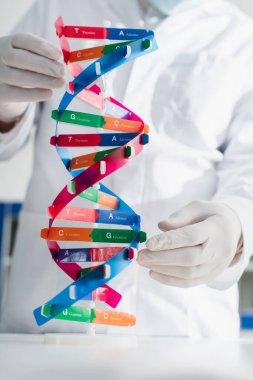 Bulanık arkaplanda lateks eldivenli, kırpılmış genetikçinin yanındaki DNA modelinin seçici odağı