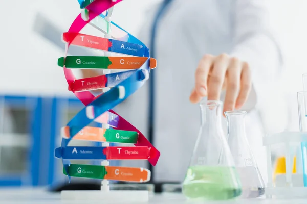 Selektivt Fokus Dna Modell Och Kolvar Nära Beskärd Genetiker Suddig — Stockfoto