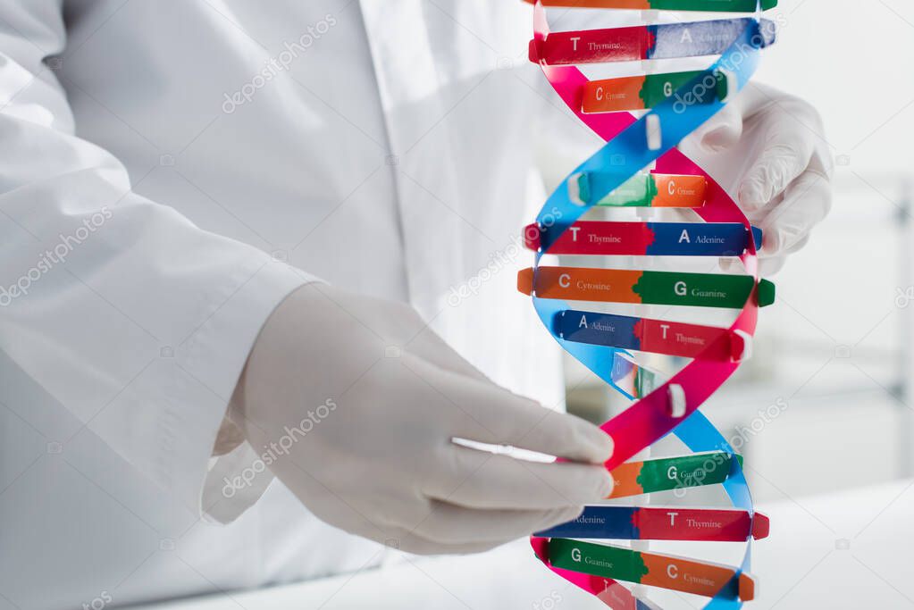 dna model near cropped geneticist in latex gloves