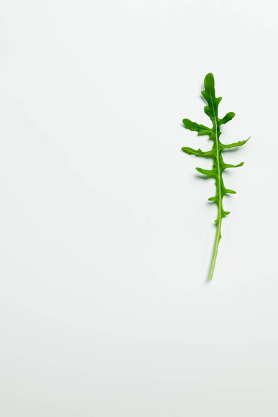 Top view of arugula leaf on white background 