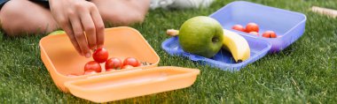 Cropped view of schoolkid taking cherry tomato from lunchbox on grass in park, banner  clipart