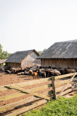 wooden barns and corral with livestock on cattle farm clipart