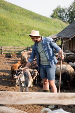 happy farmer with rakes stroking horned goat in corral on cattle farm clipart