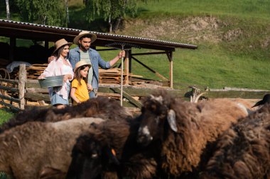 Köydeki bulanık koyun sürüsünün yanında kaseli ve tırmıklı bir aile.