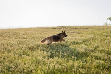 Kırsalda otlakta koşan sığır köpeği.