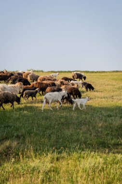 herd of sheep and goats grazing in green meadow under clear sky clipart