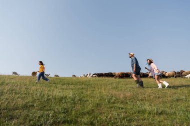 side view of family herding cattle while running in pasture under blue summer sky clipart