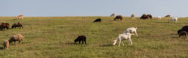 herd grazing in green meadow in countryside, banner clipart