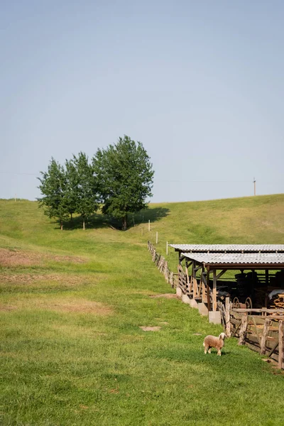 sheep grazing on green pasture near wooden corral in countryside