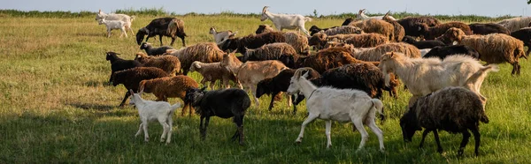 Вівці Кози Пасуться Пасовищі Сільській Місцевості Банер — стокове фото