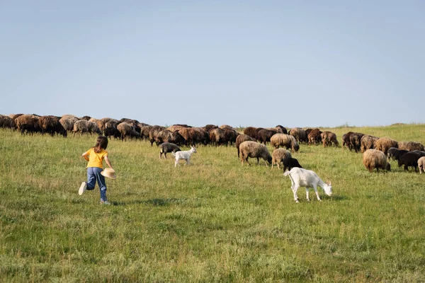 全长的孩子奔向草地上放牧的羊群 — 图库照片