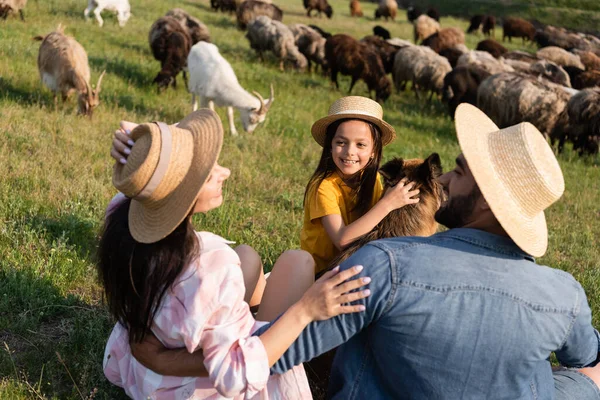 Happy Girl Stroking Cattle Dog Parents Blurred Herd Pasture — Foto de Stock