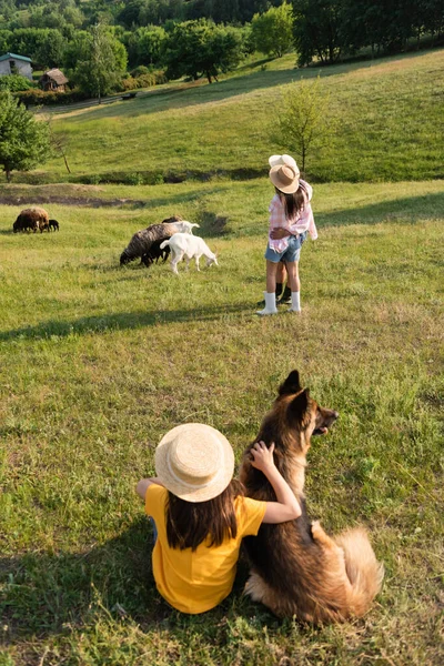 Girl Straw Hat Sitting Dog While Parents Hugging Herd Grazing — Zdjęcie stockowe