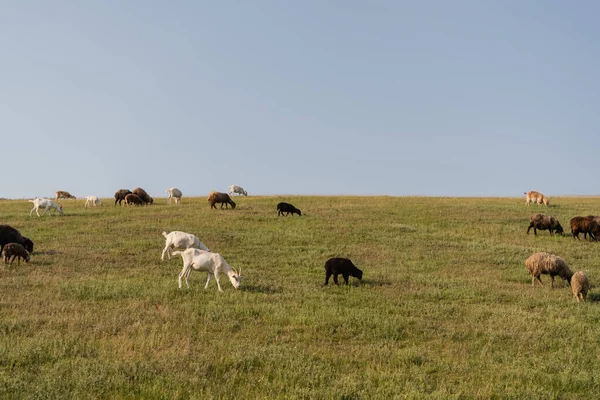 碧绿的草地 蓝天下放牧群 — 图库照片