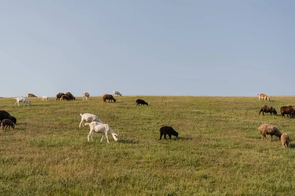 Зелений Луг Пасовищами Під Блакитним Безхмарним Небом — стокове фото