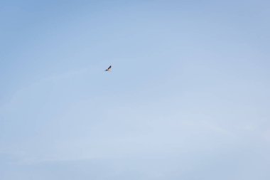 Mavi bulutsuz gökyüzünde uçan leyleğin düşük açılı görüntüsü