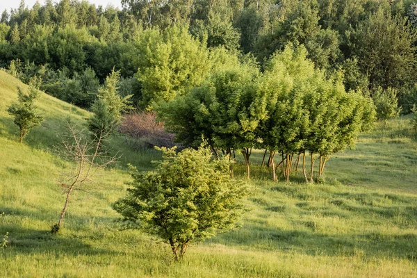 scenic landscape with green trees on grassy lawn on summer day
