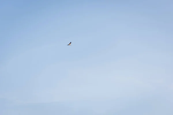 low angle view of stork flying on blue cloudless sky