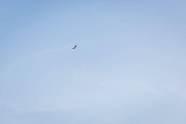 low angle view of stork flying on blue cloudless sky