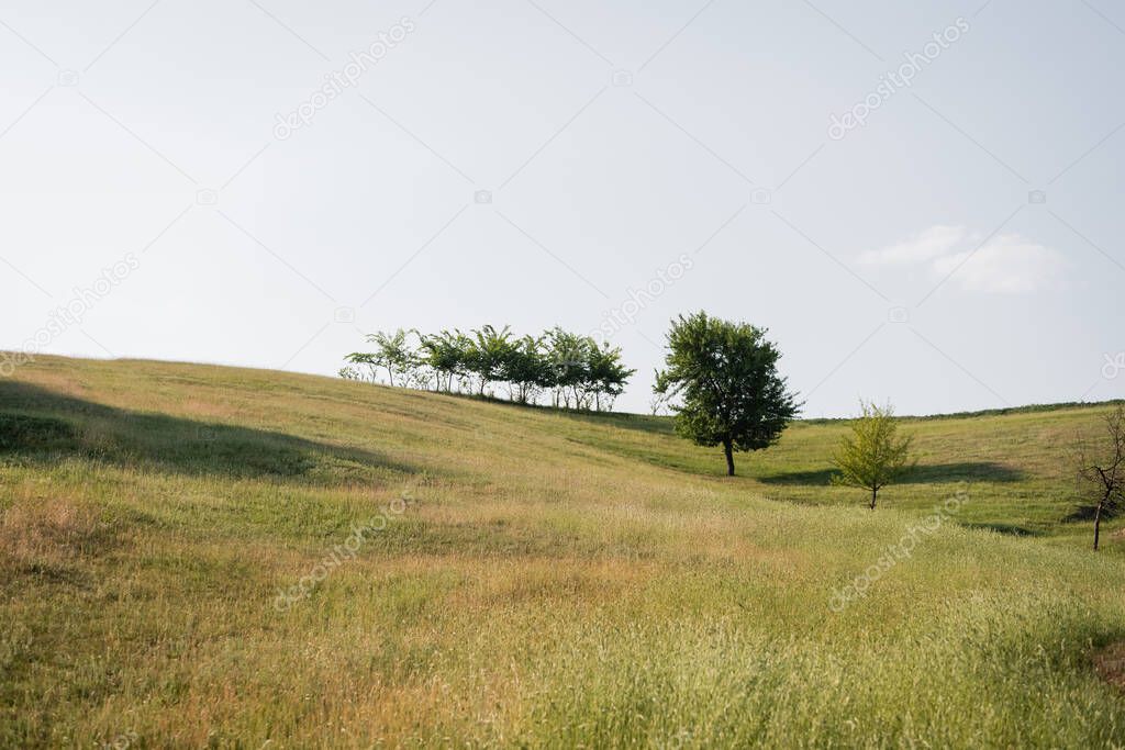 trees growing on hilly meadow under clear sky