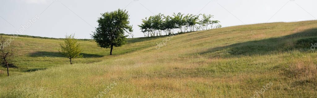 rural landscape with hilly meadow and green trees, banner