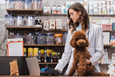 Side view of veterinarian using laptop near poodle in pet shop